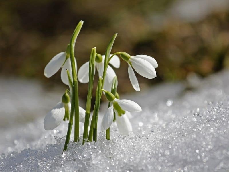 snowdrop flowers