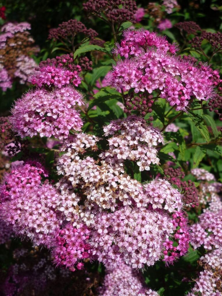 spiraea