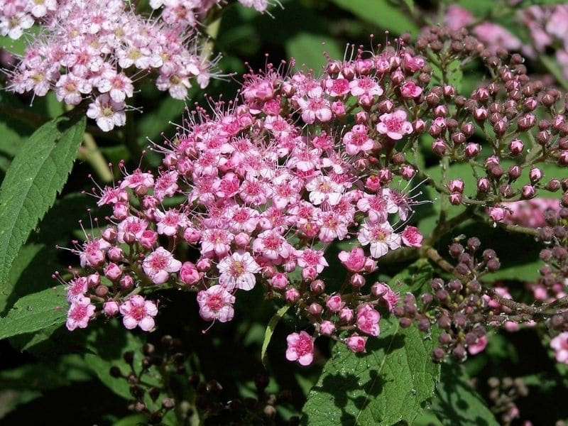 spiraea japonica