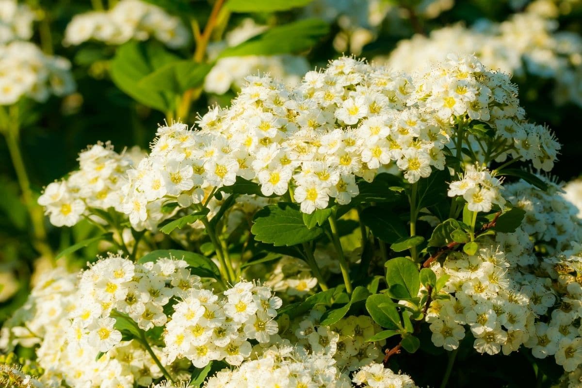 Spirea Plants Different Types, How to Grow and Care   Florgeous