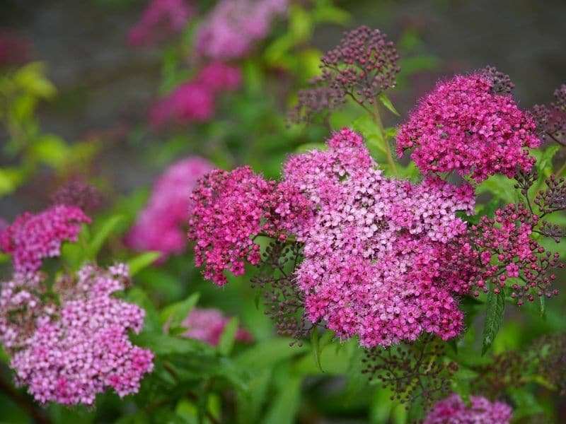 spirea flower