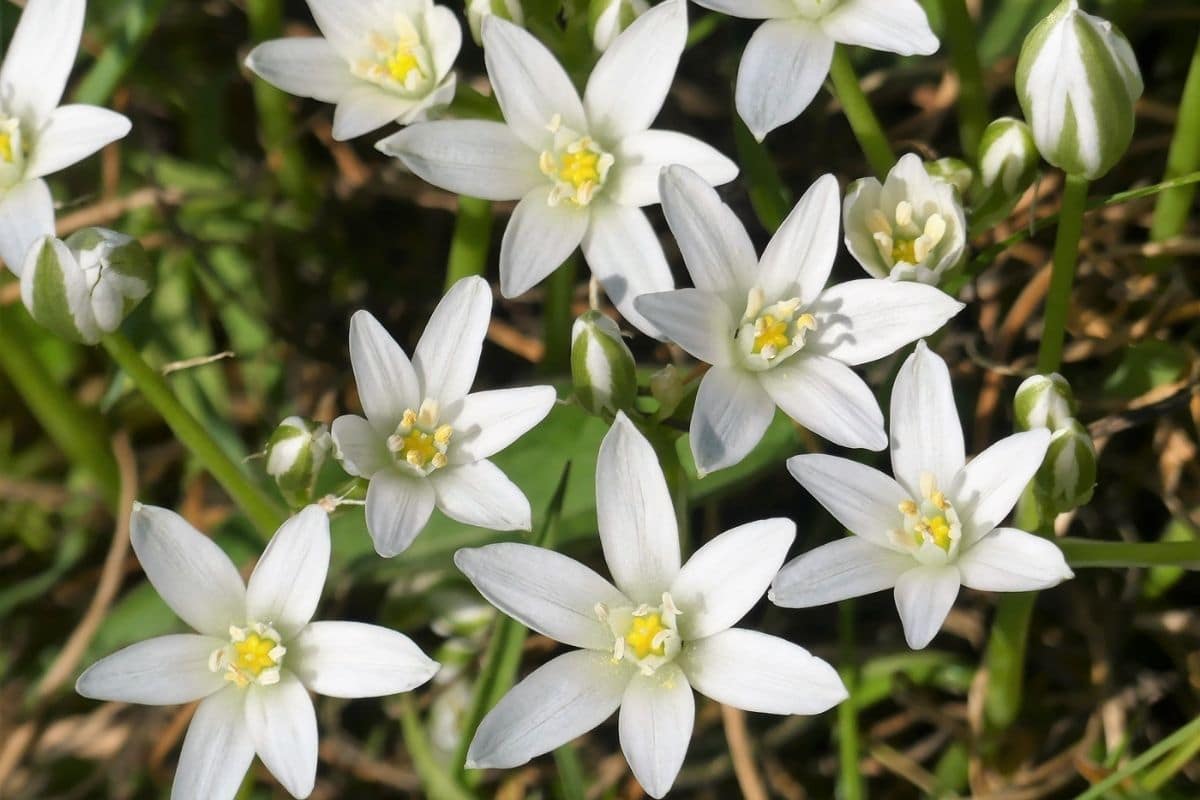 Star of Bethlehem Flower Types, How To Grow and Care for Beginners ...