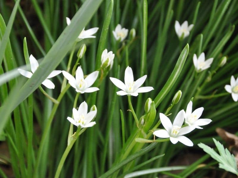 star of bethlehem