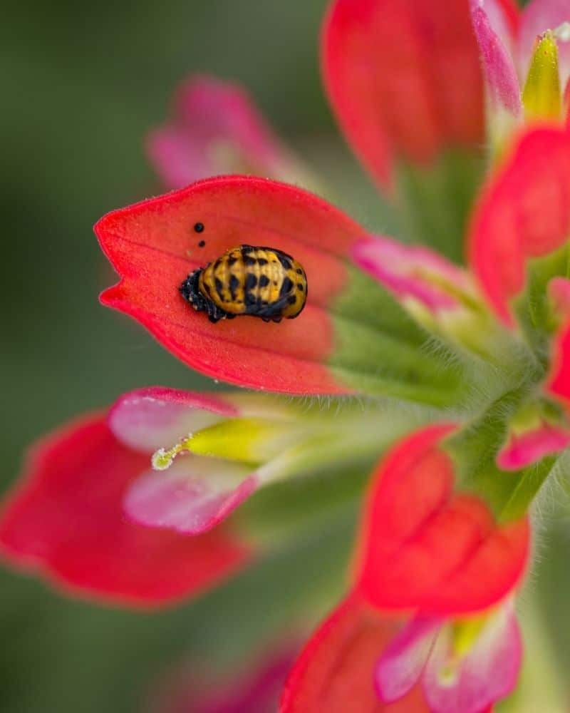 texas paintbrush