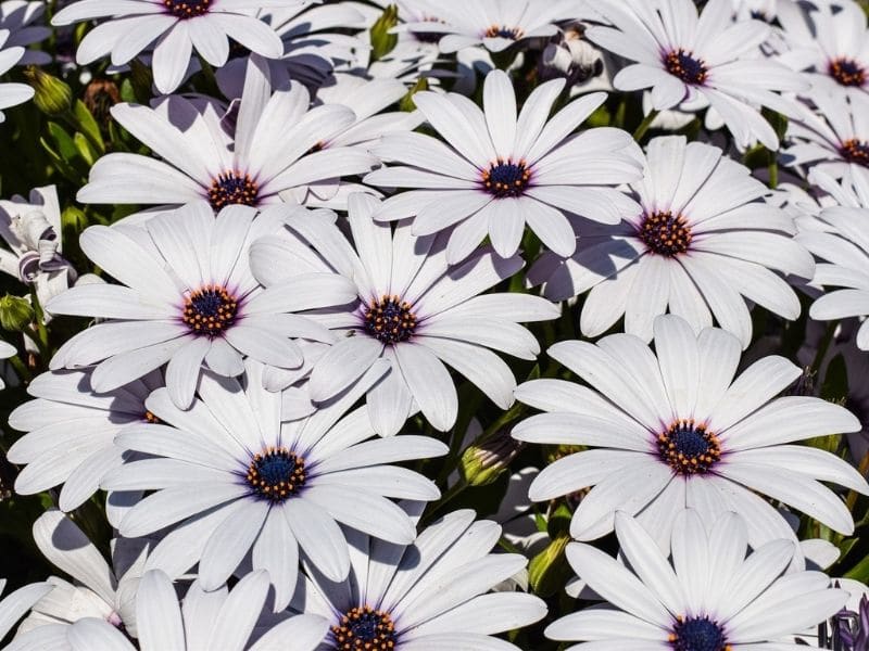 white african daisy