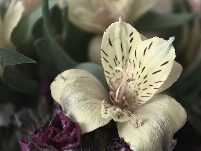 white alstroemeria