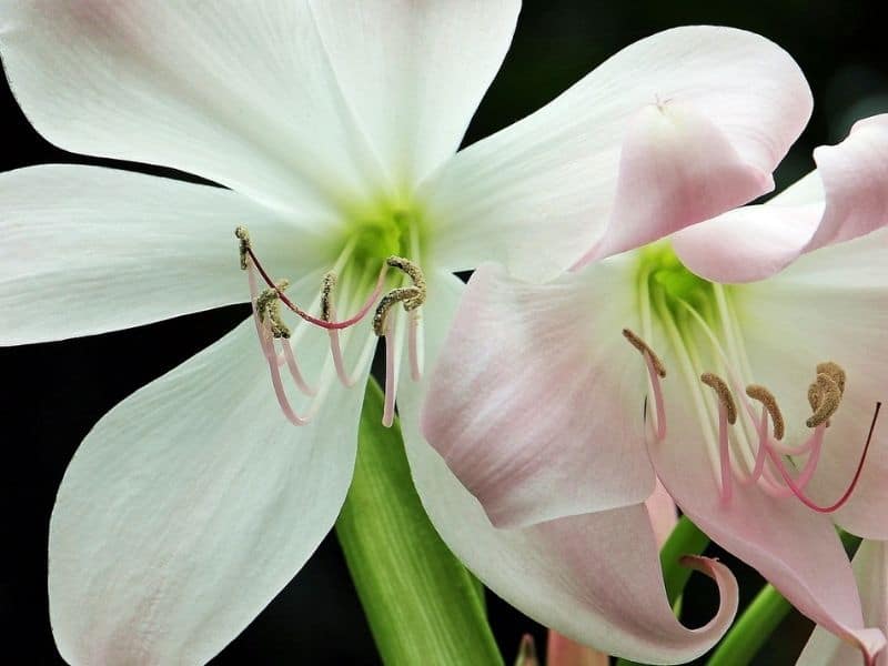 white amaryllis