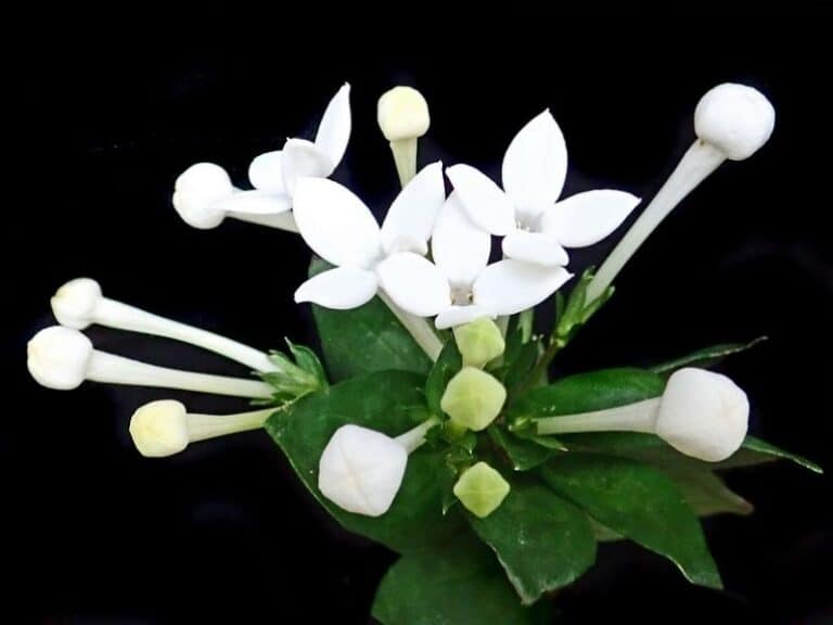 52 Incredible White Flowers with Names, Meaning and