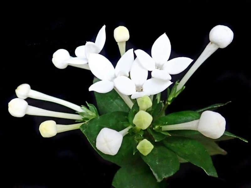 52 Incredible White Flowers With Names Meaning And Pictures Florgeous