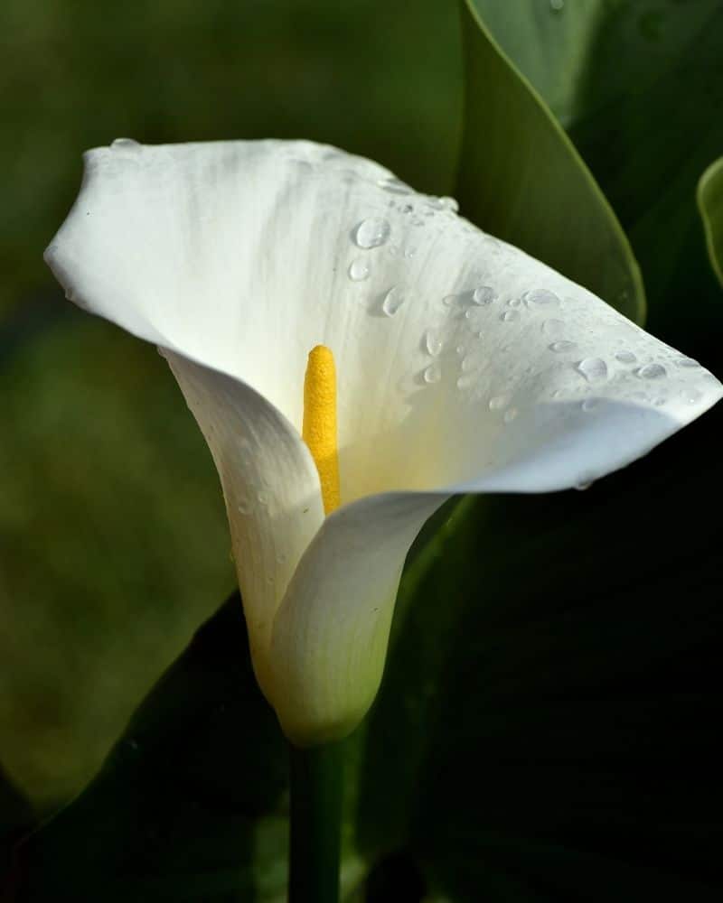 white calla lily