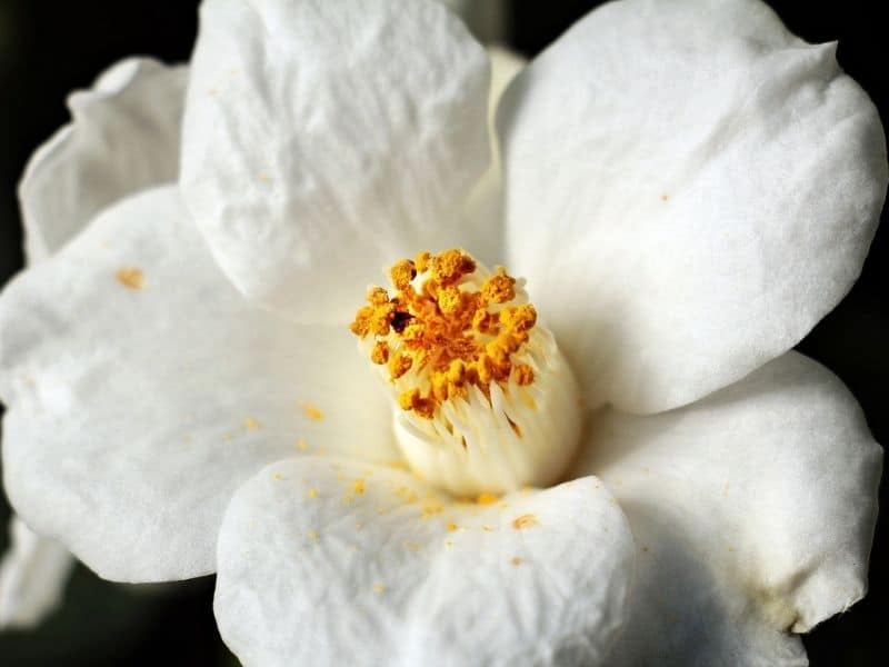 white camellia