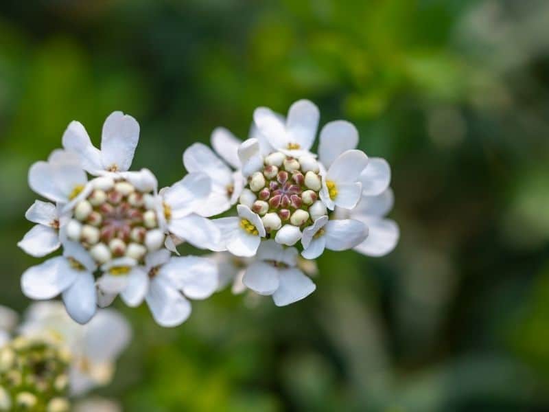 white candytuft