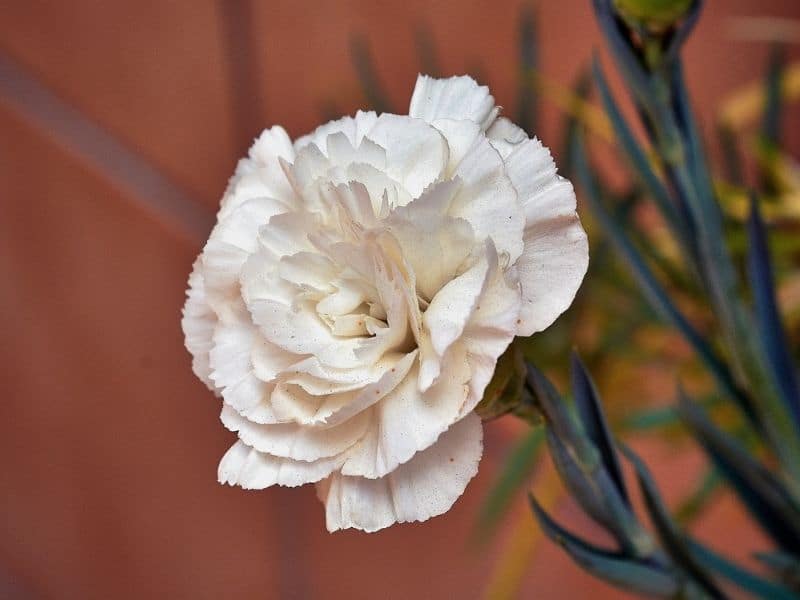 white carnation