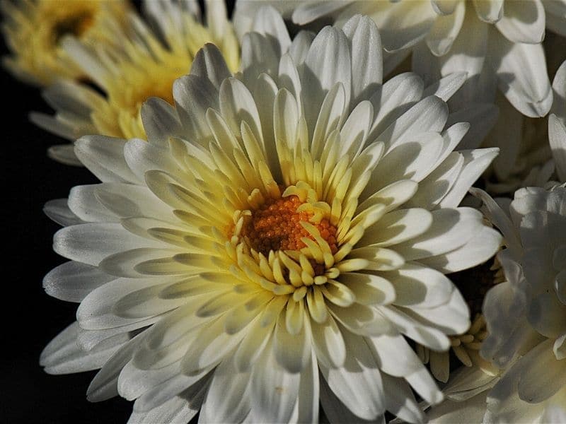 white chrysanthemum