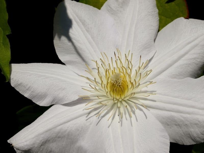 white clematis