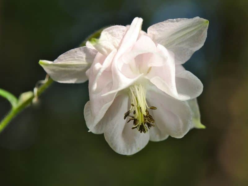 white columbine