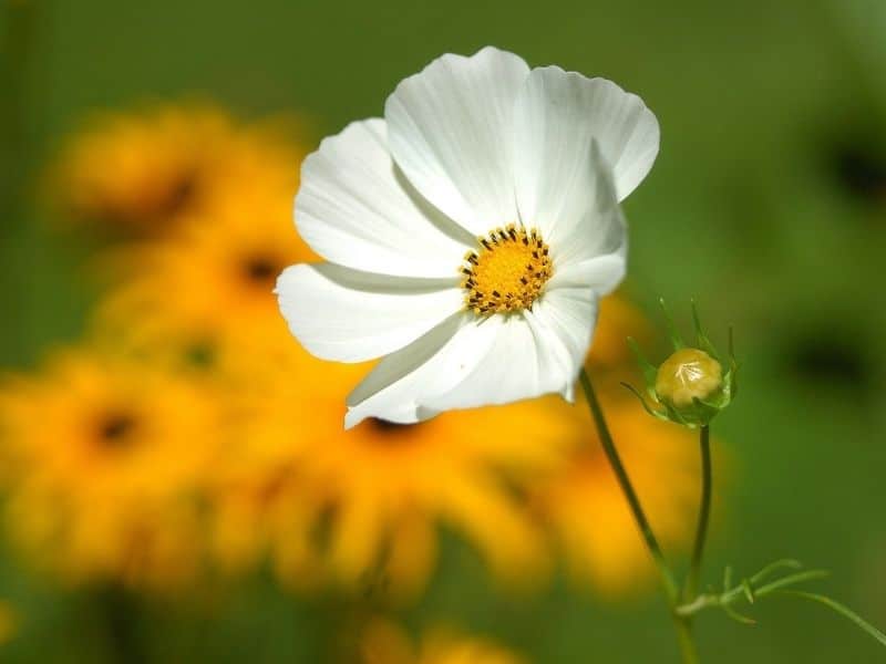 white cosmos