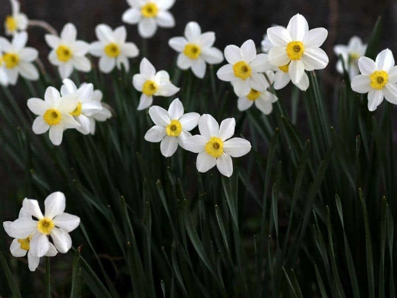 white daffodils