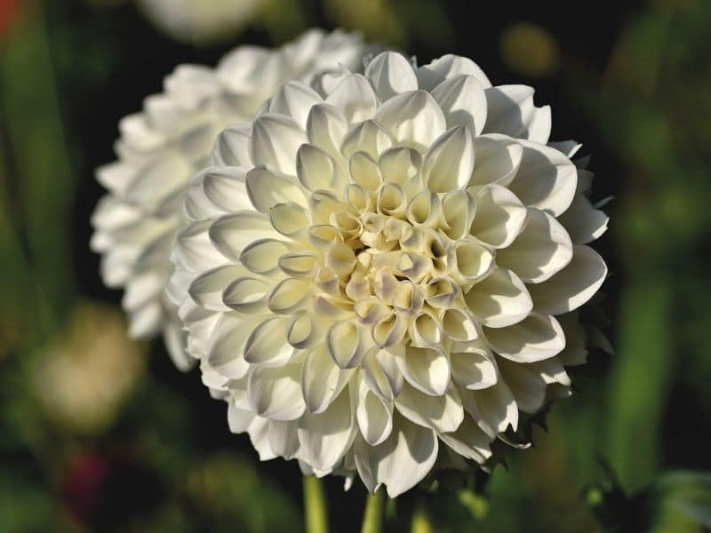 white dahlia