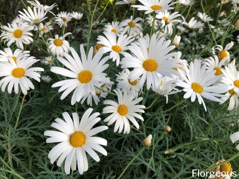 white daisies