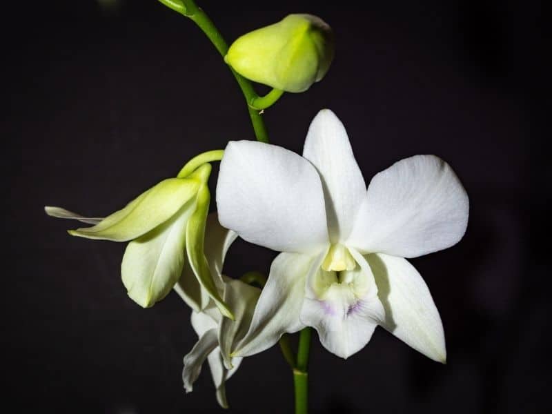 white dendrobium orchid