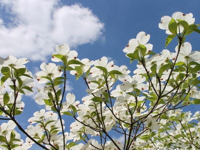 white dogwood