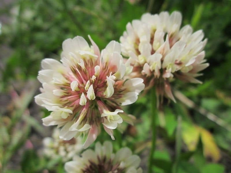 white dutch clover