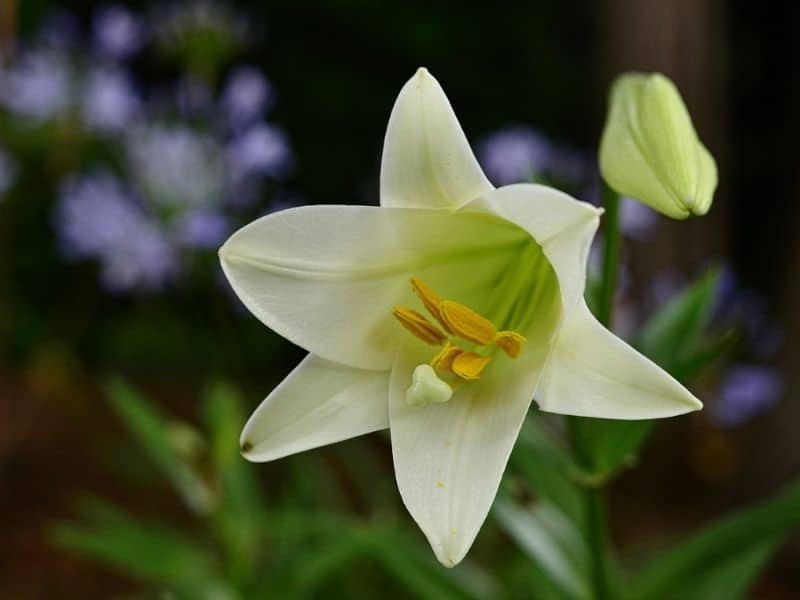 white easter lily