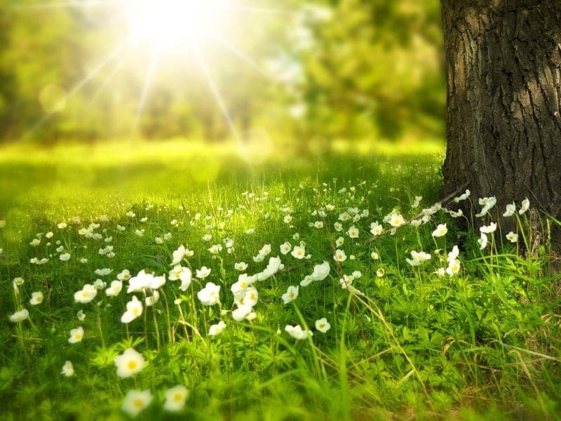 white flowers meadow