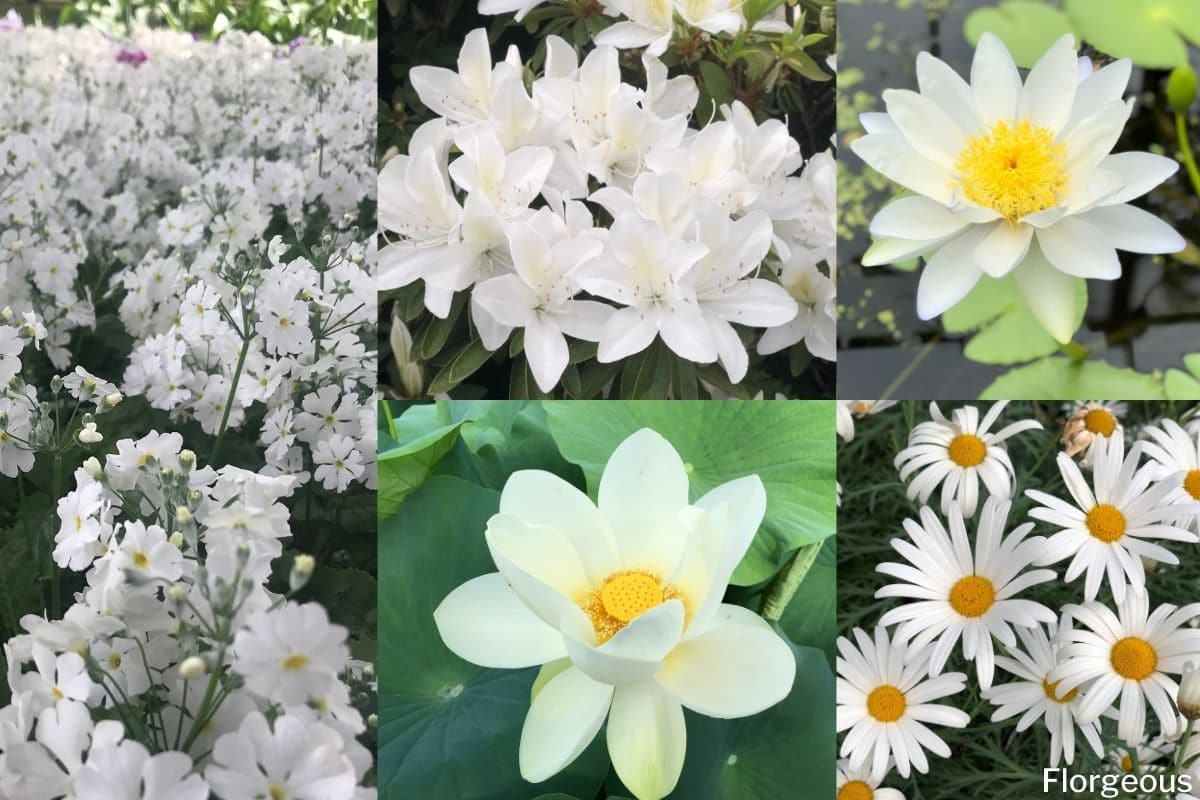 52 Incredible White Flowers With Names Meaning And Pictures Florgeous