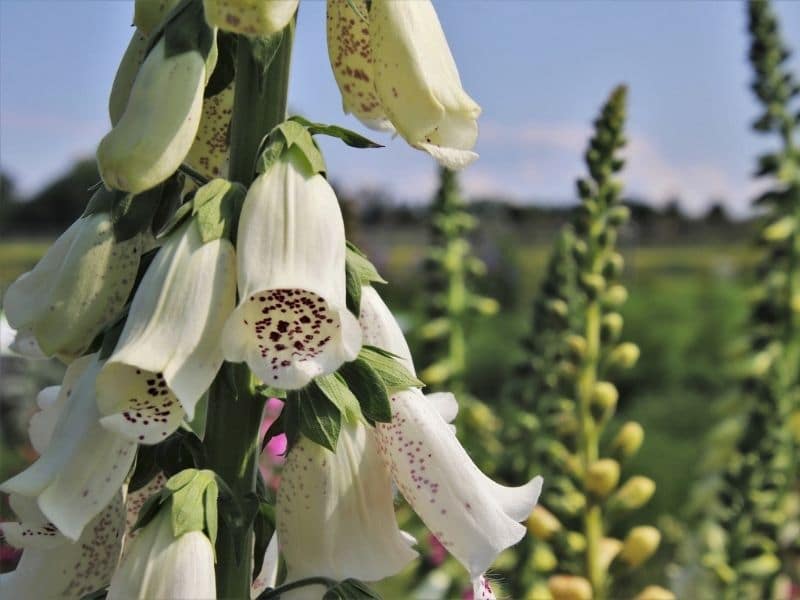 white foxgloves