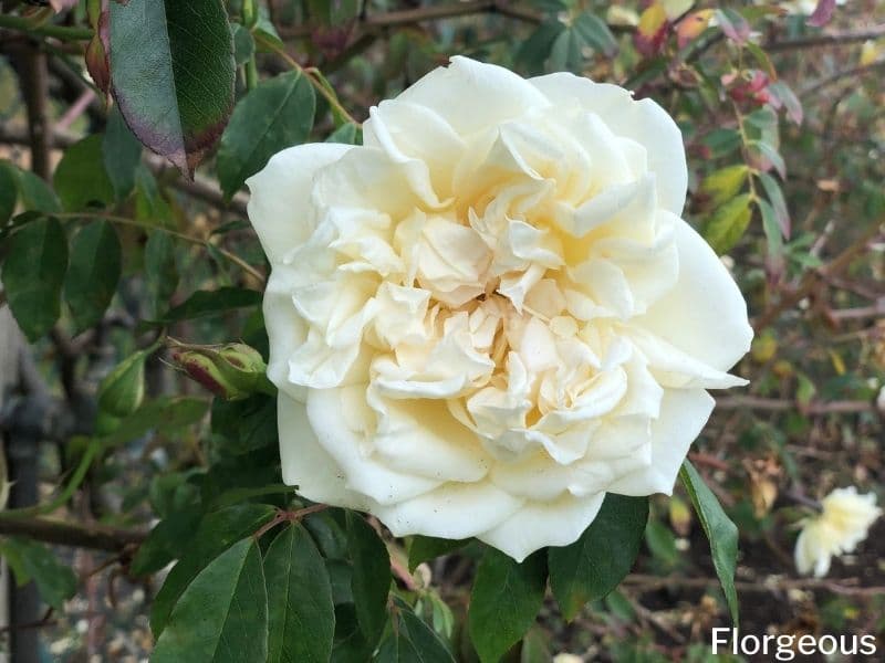 white garden rose