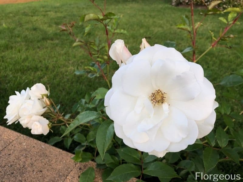 white garden roses