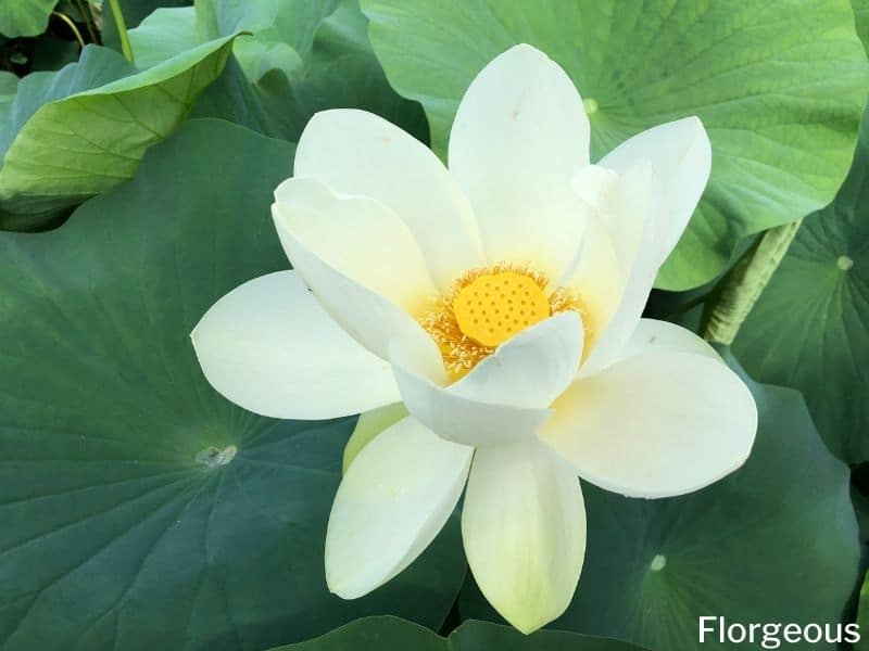 white lotus