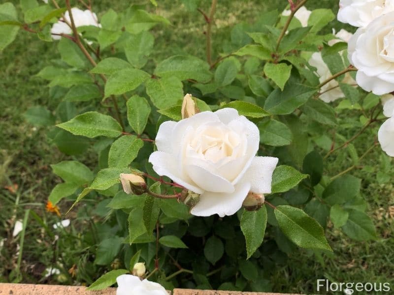 white rose plant