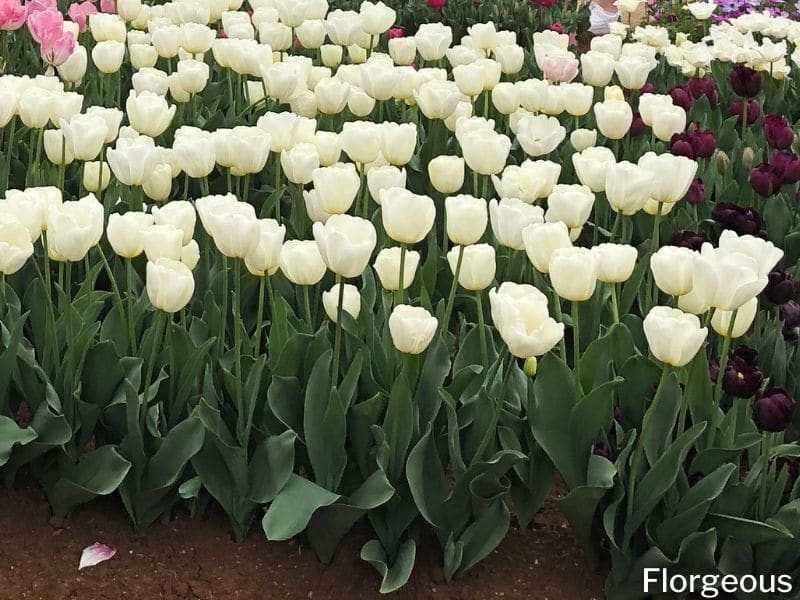 white tulips