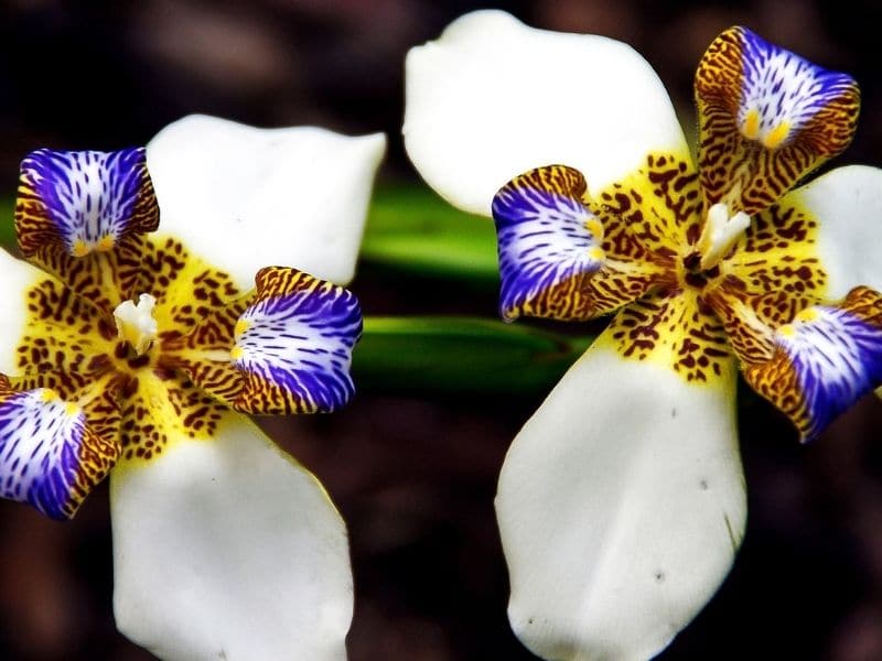 white walking iris