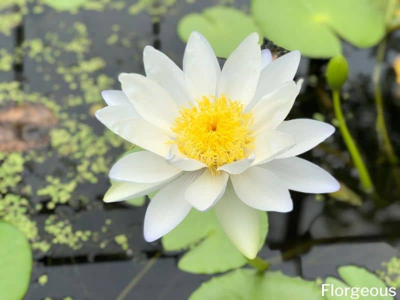 white water lily