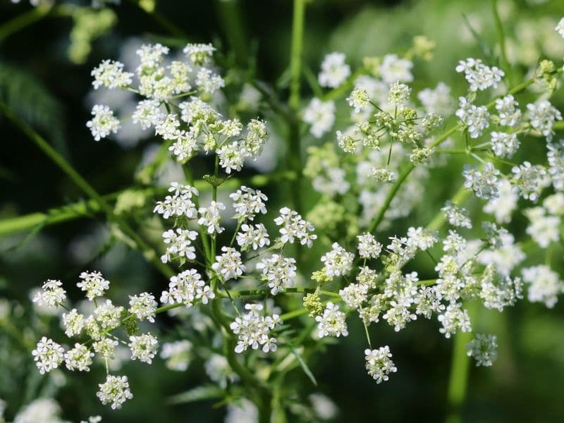 white wild chervil