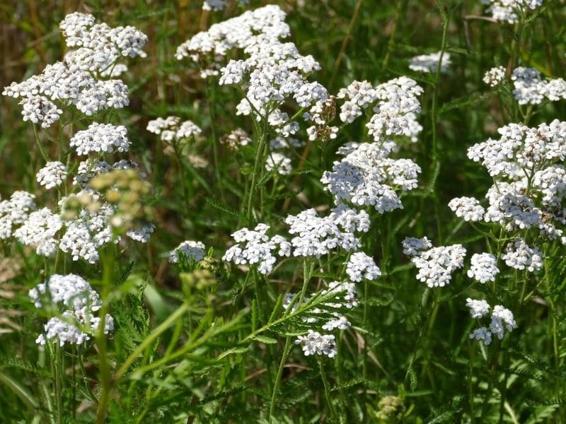 white yarrow