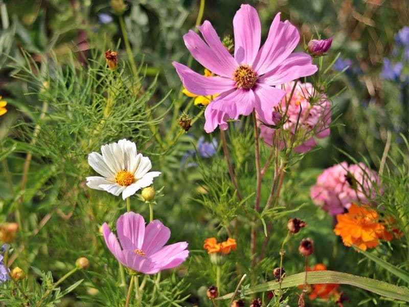 wildflowers in the meadow