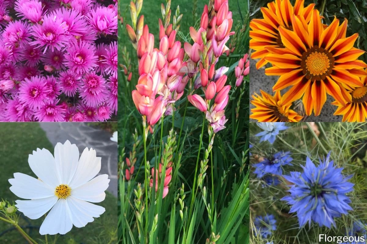 Top 21 Types of Wildflowers You Can Grow