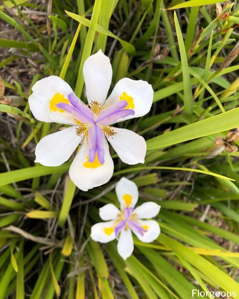 African iris best sale poisonous to dogs