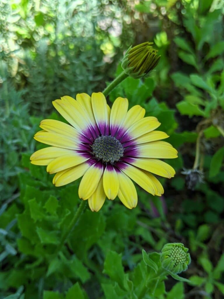 yellow african daisy