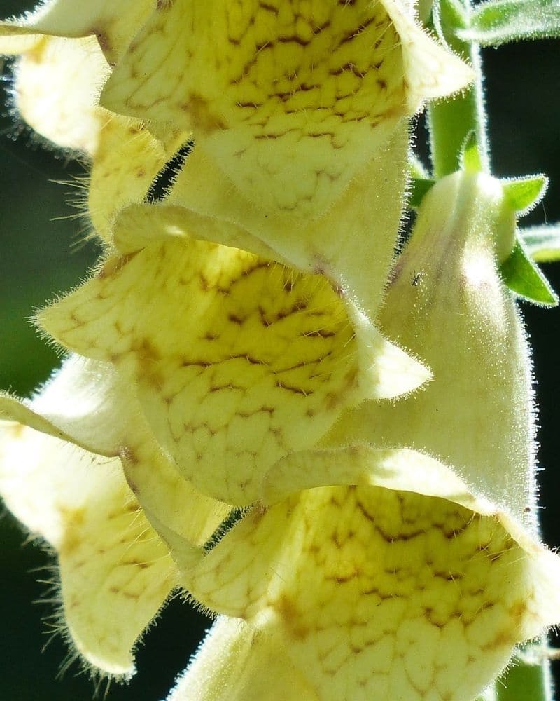 yellow foxgloves