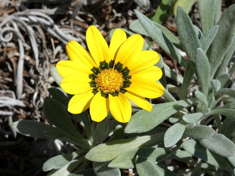 yellow gazania