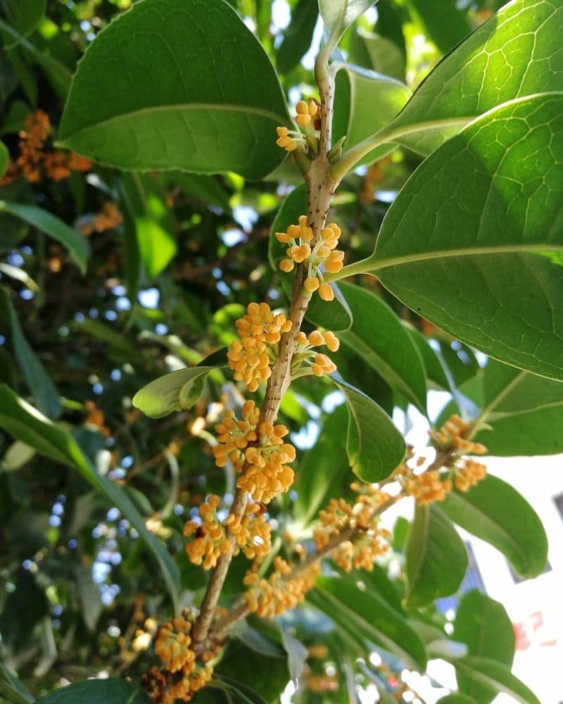 yellow osmanthus flower