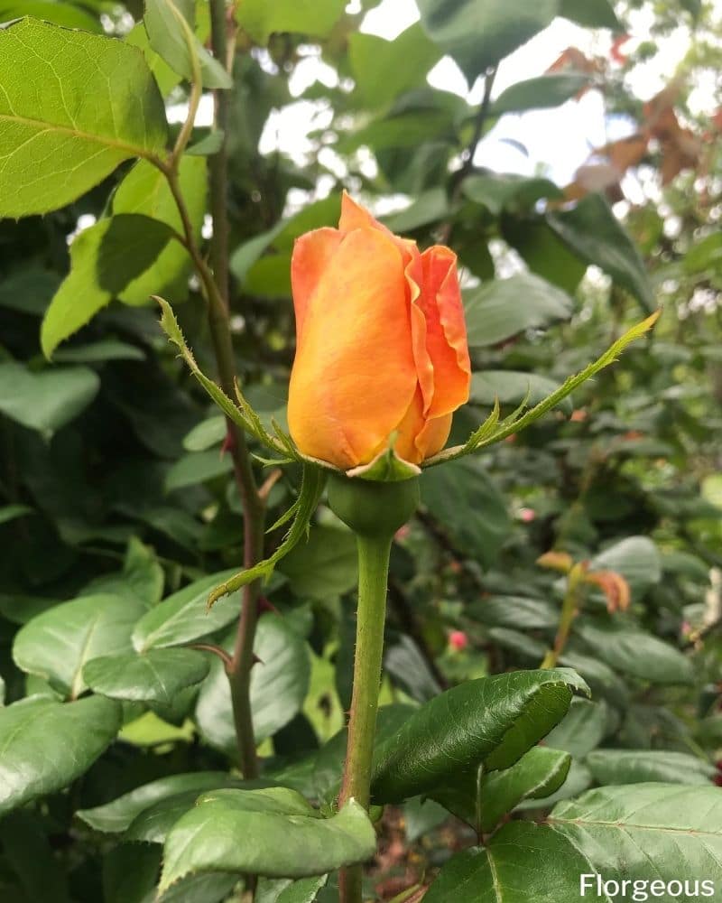 yellow rose bud