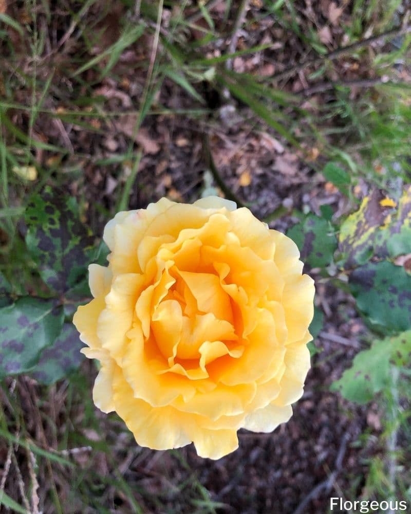 yellow rose bush