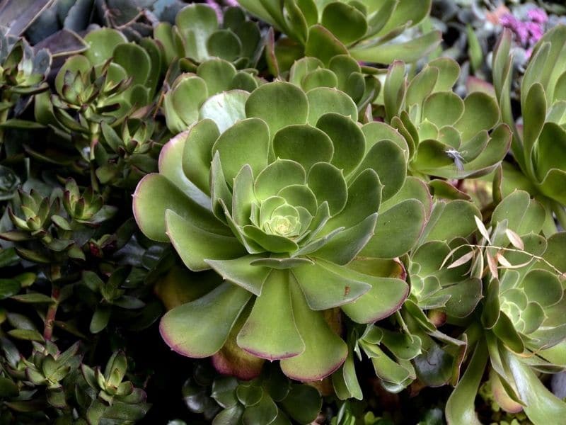 aeonium plant